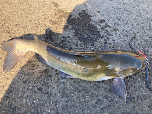 アメリカナマズの釣果