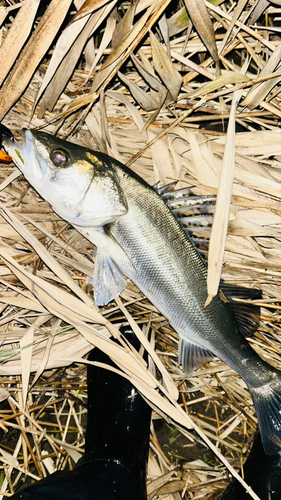 スズキの釣果