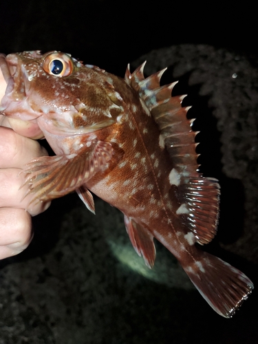 ガシラの釣果