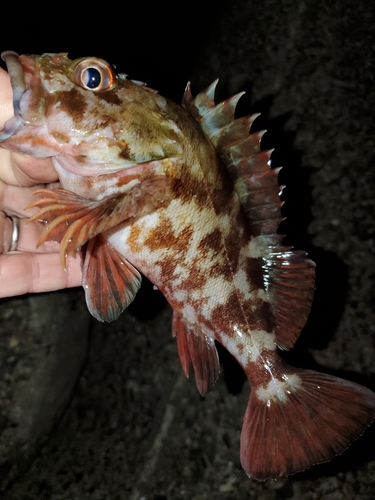 ガシラの釣果