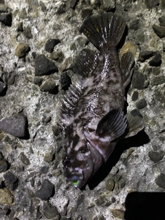 ハチガラの釣果