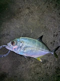 メッキの釣果