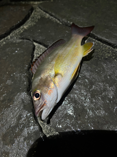 オキフエダイの釣果