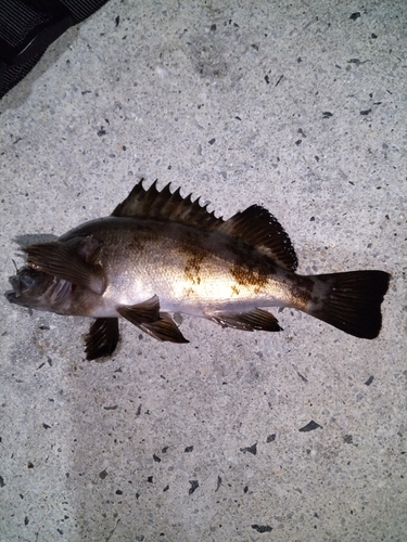 アオメバルの釣果