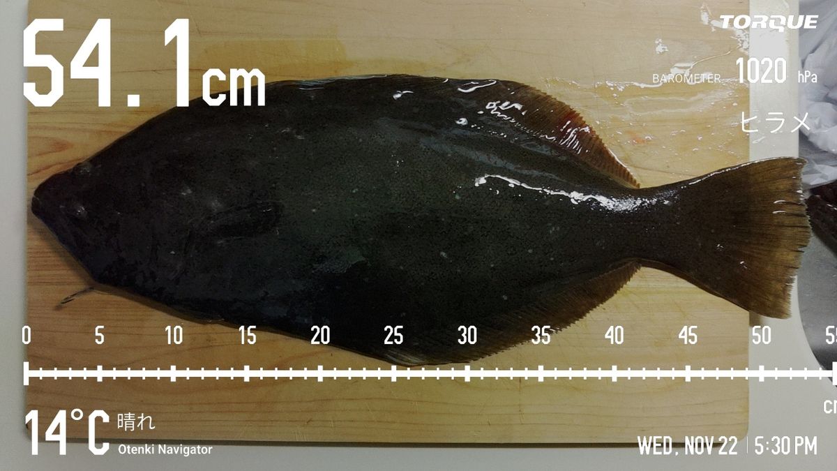 でっけさんの釣果 3枚目の画像