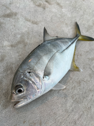 メッキの釣果