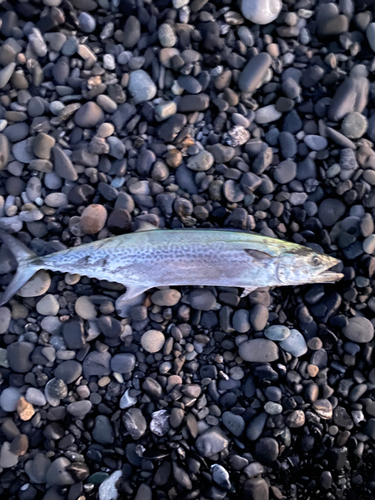 サゴシの釣果