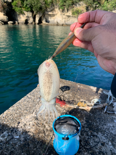 コウイカの釣果