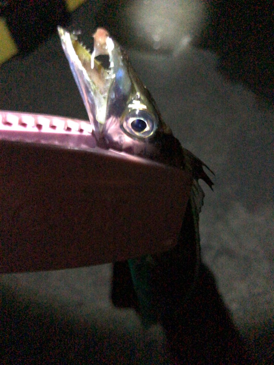 タチウオ
