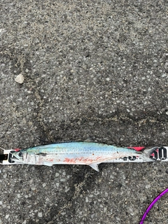 サゴシの釣果