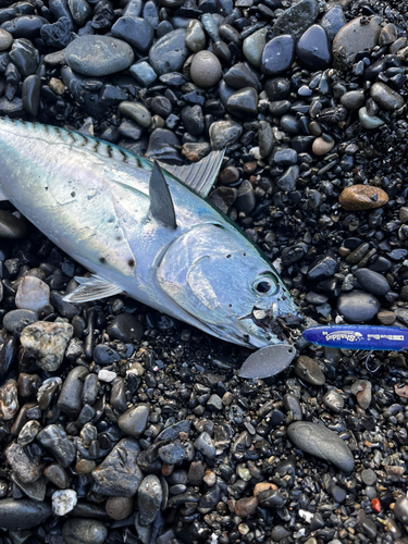 スマガツオの釣果