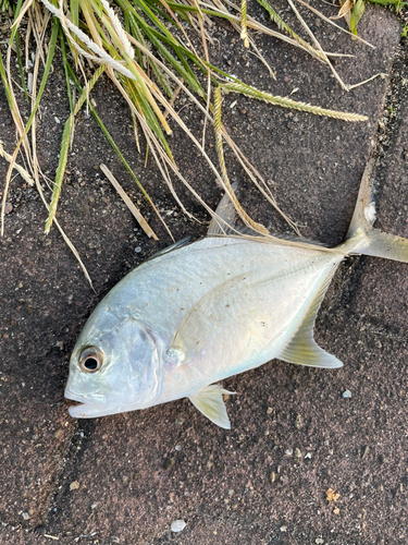 メッキの釣果