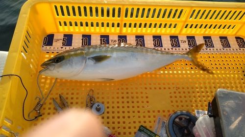 フクラギの釣果