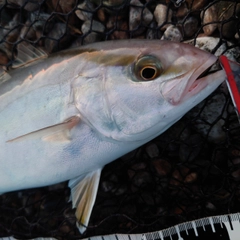 ショゴの釣果