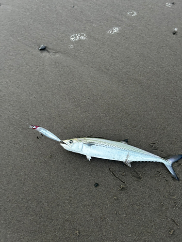 サゴシの釣果