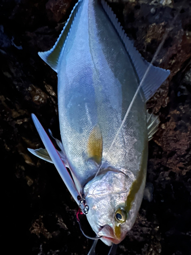 ショゴの釣果