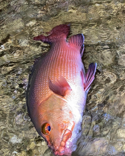 バラハタの釣果