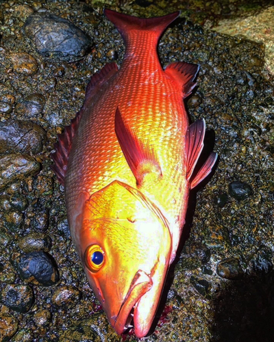 バラハタの釣果