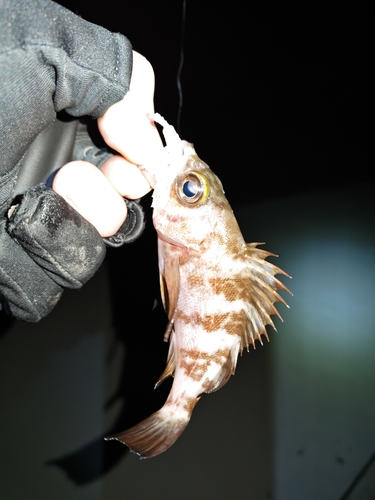 メバルの釣果