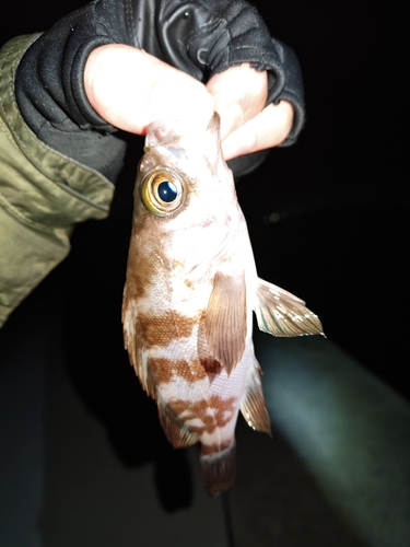 メバルの釣果