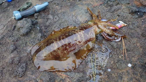 アオリイカの釣果