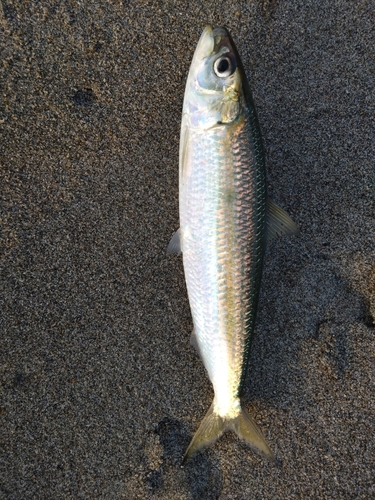 カタボシイワシの釣果