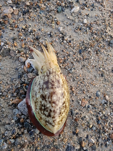 コウイカの釣果