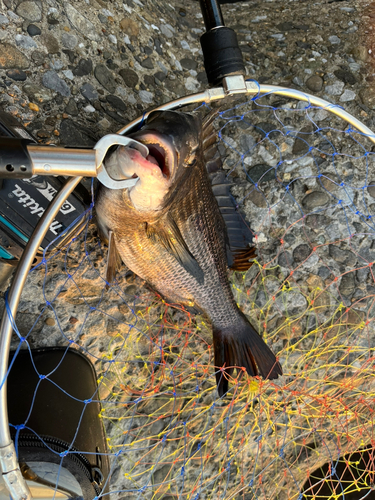 クロダイの釣果