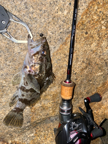 タケノコメバルの釣果