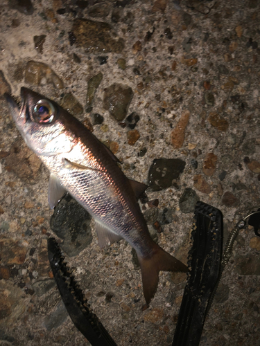 クロムツの釣果