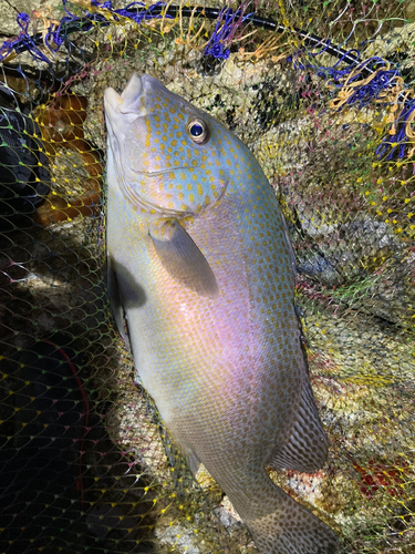 コロダイの釣果