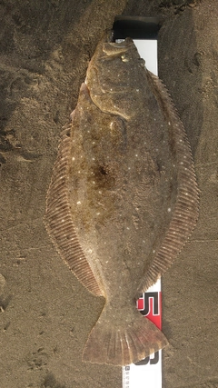 ヒラメの釣果