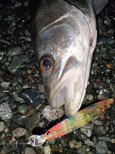 スズキの釣果