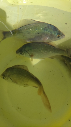 ウミタナゴの釣果