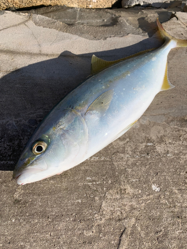 イナダの釣果