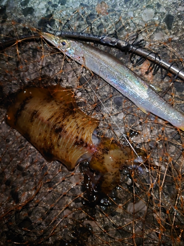 アオリイカの釣果