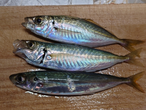 マアジの釣果