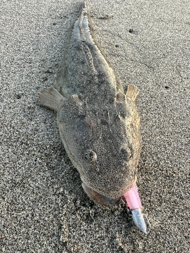 マゴチの釣果