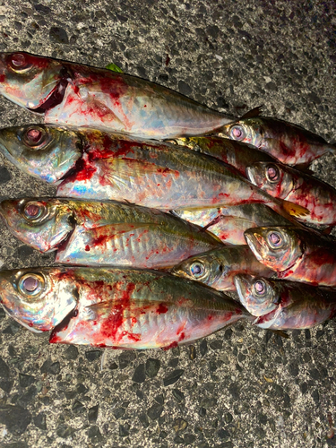 アジの釣果