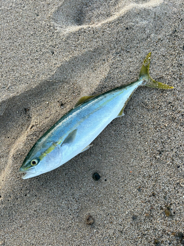 ハマチの釣果