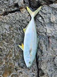 ヤズの釣果