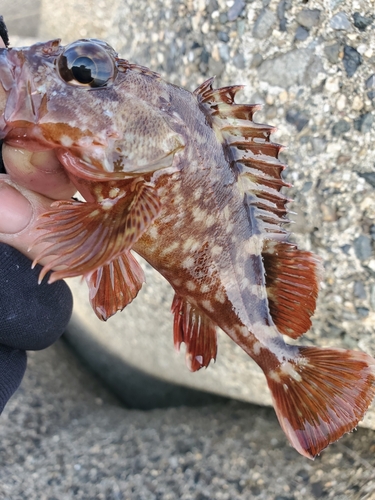 ガシラの釣果