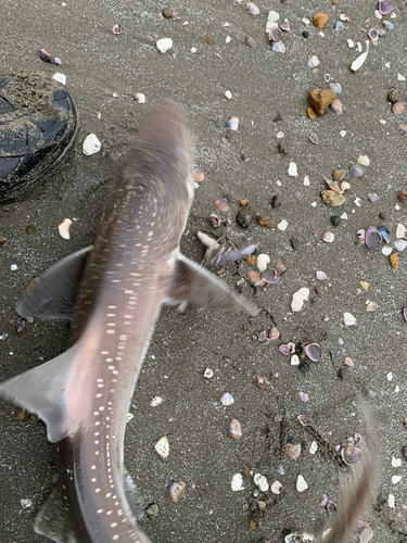 ホシザメの釣果