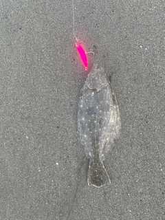 ソゲの釣果