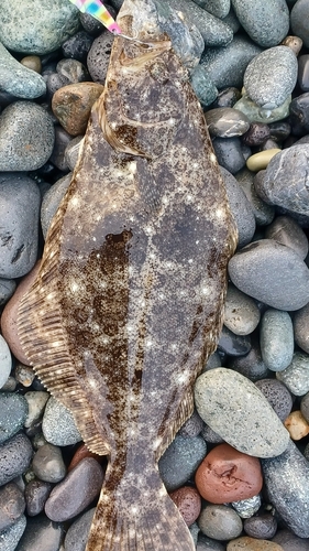 ヒラメの釣果