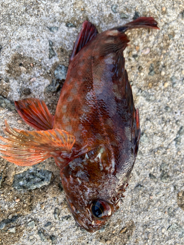 カサゴの釣果