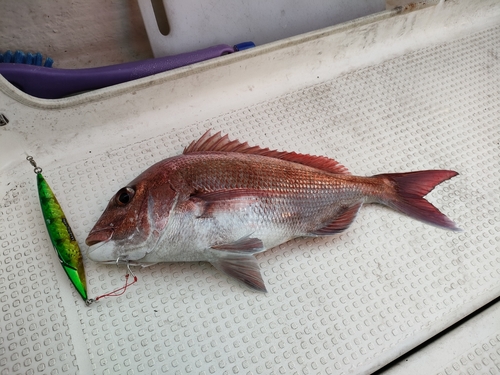 タイの釣果