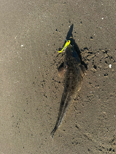 マゴチの釣果