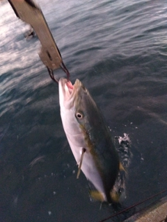 ワラサの釣果