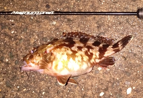 カサゴの釣果